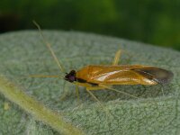 Phylus melanocephalus