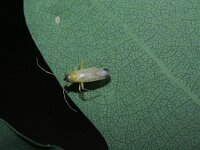 Phylus melanocephalus 3, Saxifraga-Rutger Barendse