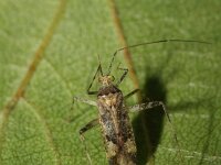 Phytocoris longipennis