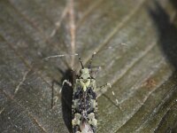 Phytocoris tiliae