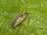 Plagiognathus arbustorum