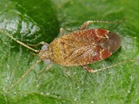 Psallus albicinctus