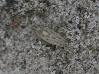 Psammotettix confinis