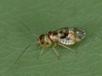 Psocoptera sp