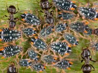 Pterocomma salicis 2, Bonte wilgentakluis, Saxifraga-Luc Hoogenstein : Lunetten