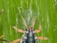 Pterocomma salicis 9, Bonte wilgentakluis, Saxifraga-Luc Hoogenstein : Lunetten