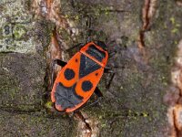 Pyrrhocoris apterus 24, Vuurwants, Saxifraga-Luc Hoogenstein : Lunetten, vuurwants