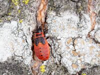 Pyrrhocoris apterus 27, Vuurwants, Saxifraga-Luc Hoogenstein : Lunetten