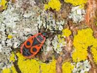 Pyrrhocoris apterus 30, Vuurwants, Saxifraga-Luc Hoogenstein : Lunetten