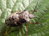 Rhaphigaster nebulosa