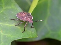 Rhaphigaster nebulosa 10, Grauwe schildwants, Saxifraga-Tom Heijnen