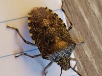 Rhaphigaster nebulosa 11, Grauwe schildwants, Saxifraga-Ben Delbaere  IICSA