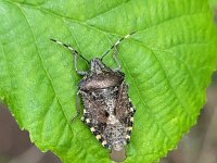 Rhaphigaster nebulosa 6, Grauwe schildwants, Saxifraga-Ben Delbaere