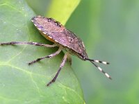 Rhaphigaster nebulosa 9, Grauwe schildwants, Saxifraga-Tom Heijnen