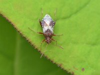 Rhopalus subrufus 5, Geblokte glasvleugelwants, Saxifraga-Tom Heijnen