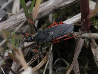 Rhynocoris annulatus