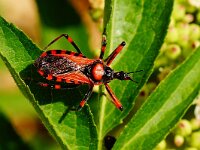 Rhynocoris iracundus