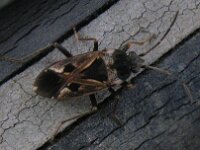 Rhyparochromus vulgaris