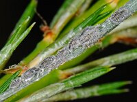 Schizolachnus pineti