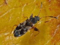 Scolopostethus affinis 2, Saxifraga-Ab H Baas