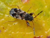 Scolopostethus affinis 4, Saxifraga-Ab H Baas