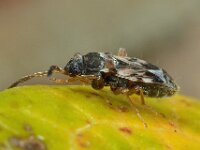 Scolopostethus affinis 6, Saxifraga-Ab H Baas