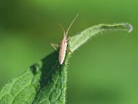 Stenodema laevigata 5, Gewone smallijf, Saxifraga-Tom Heijnen