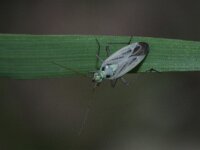 Stenotus binotatus 7, Saxifraga-Rutger Barendse
