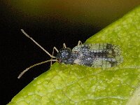 Stephanitis takeyai