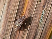 Stictopleurus punctatonervosus 5, Grijze glasvleugelwants, Saxifraga-Tom Heijnen