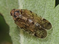 Glasvleugelcicade spec 02 #42926 : Tachycixius pilosus