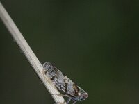 Tachycixius pilosus 8, Saxifraga-Rutger Barendse