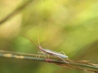 Trigonotylus pulchellus