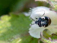 Tritomegas bicolor 4, Dovenetelgraafwants, Saxifraga-Gerard de Jong : Dovenetelgraafwants, Insect, Macro, Overig, Saxifraga Beeldbank, Tritomegas bicolor, Wants