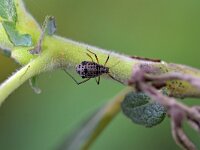 Tuberolachnus salignus