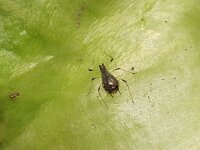 Uroleucon sonchi 2, Bruine slaluis, Saxifraga-Tom Heijnen