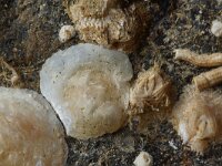 Folliculinidae sp 2, Flesdiertjes,