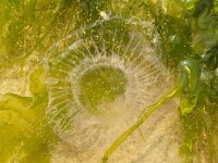 Aeqourea forskalea 3, Saxifraga-Foto Fitis-Sytske Dijksen