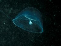 Aequorea vitrina 4, Lampekapje, Saxifraga-Eric Gibcus