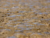Eutonina indicans 3, Parasolletje, Saxifraga-Foto Fitis-Sytske Dijksen