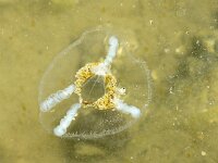 Eutonina sp