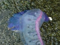 Physalia physalis 3, Portugees oorlogsschip, Saxifraga-Ed Stikvoort