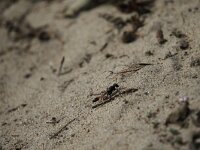 Ammophila sabulosa, Red Banded Sand Wasp