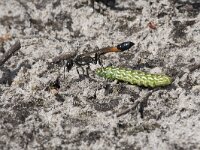 Ammophila sabulosa 20, Grote rupsendoder with caterpillar Sphinx pinastri, Saxifraga-Willem van Kruijsbergen