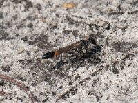 Ammophila sabulosa 40, Grote rupsendoder, Saxifraga-Willem van Kruijsbergen