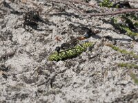 Ammophila sabulosa 46, Grote rupsendoder with caterpillar Sphinx pinastri, Saxifraga-Willem van Kruijsbergen