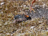 Ammophila sabulosa 49, Grote rupsendoder, Saxifraga-Gerard de Jong : Ammophila sabulosa, Grote rupsendoder, Insect, Macro, Overig