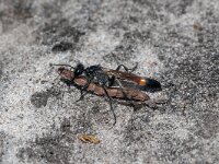 Ammophila sabulosa 51, Grote rupsendoder, Saxifraga-Gerard de Jong : Ammophila sabulosa, Grote rupsendoder, Insect, Macro, Overig