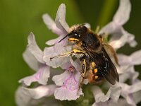 Anthidium manicatum 14, Grote wolbij, Saxifraga-Tom Heijnen