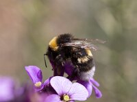 Buff-tailed bumblebee (Bombus terrestris) on Erysimum flowers  Buff-tailed bumblebee (Bombus terrestris) on Erysimum flowers : Buff-tailed bumblebee, bombus terrestris, bombus, bumblebee, Erysimum, flower, flowers, Large earth bumblebee, close up, closeup, close-up, macro, flora, floral, insect, nature, natural, plant, wildlife, wild animal, outside, outdoors, no people, nobody